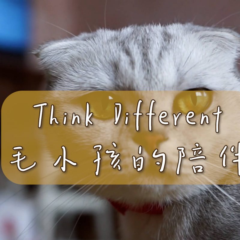 Think Different #毛小孩的陪伴