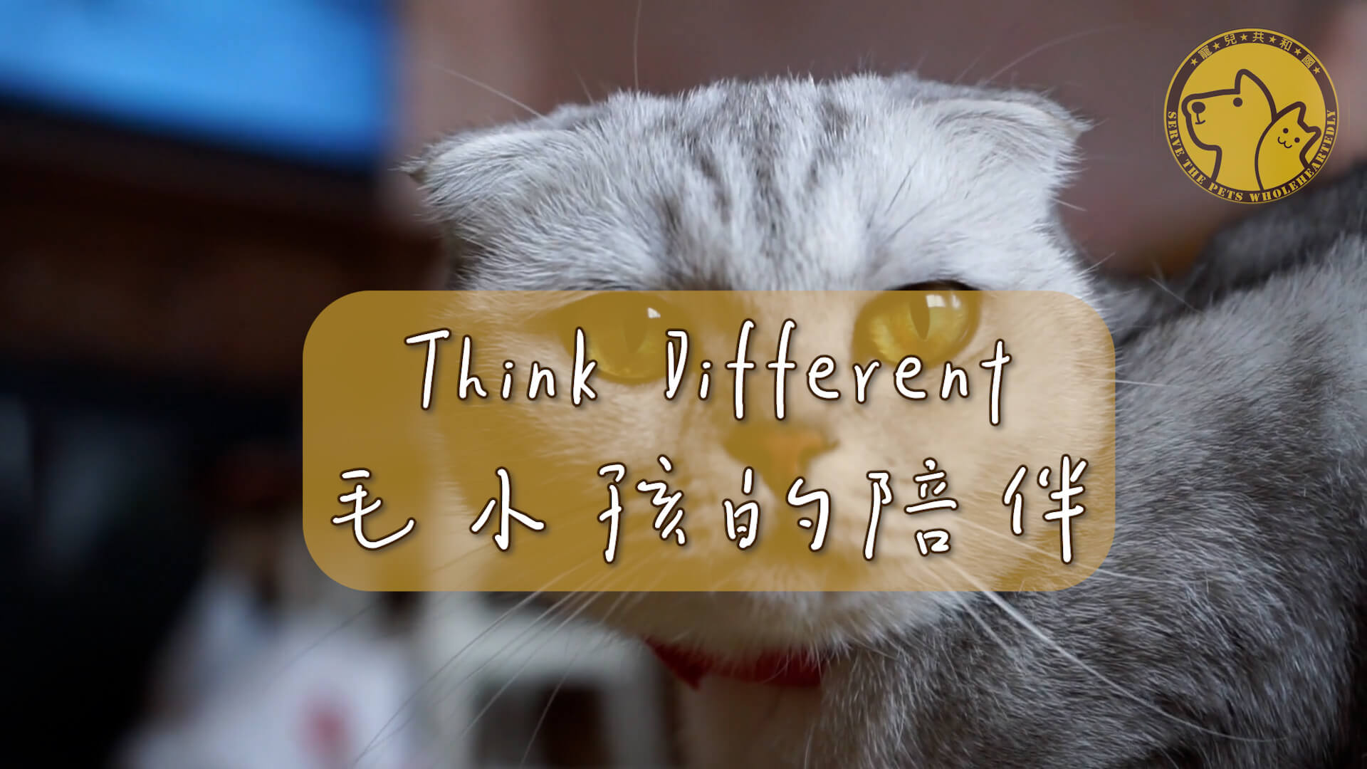 Think Different #毛小孩的陪伴